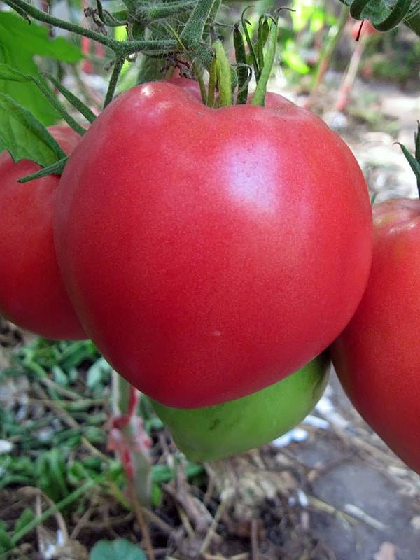 Описание и урожайность сорта томата данко