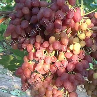Сорт винограда велес: описание, особенности ухода и размножение