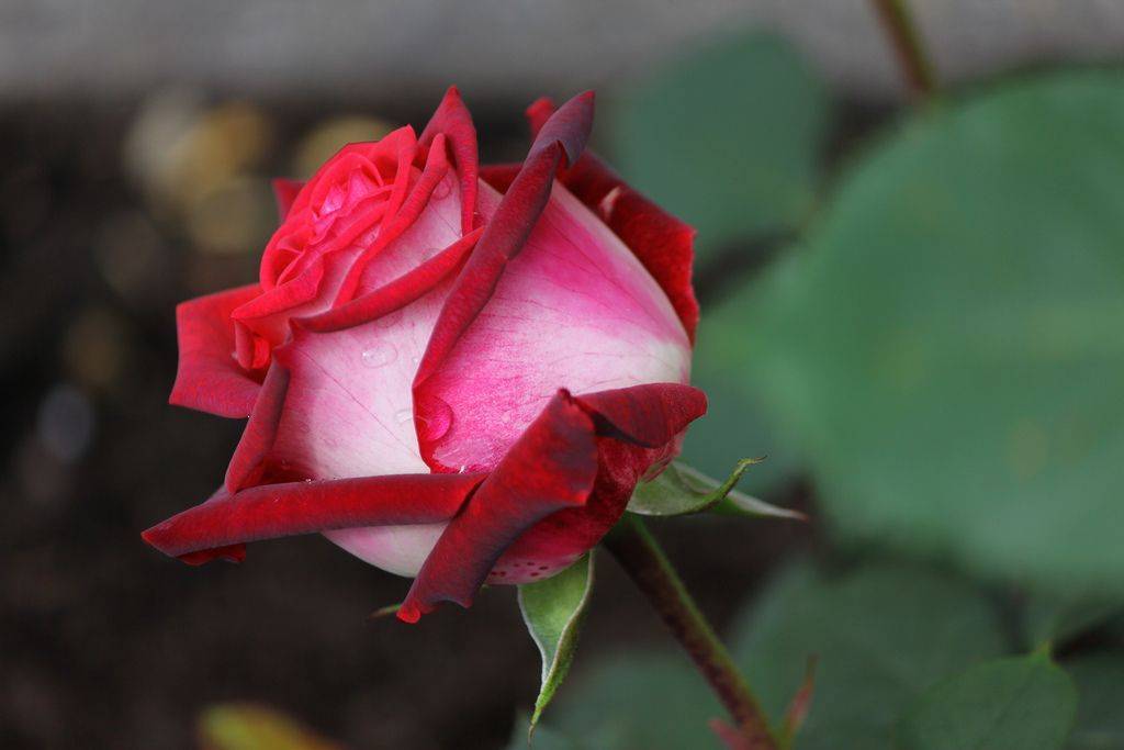 Роза «гранд гала»: правила посадки, обрезки и выращивания
