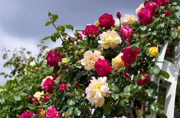 Роза супер дороти (super dorothy) — что это за повторноцветущий сорт