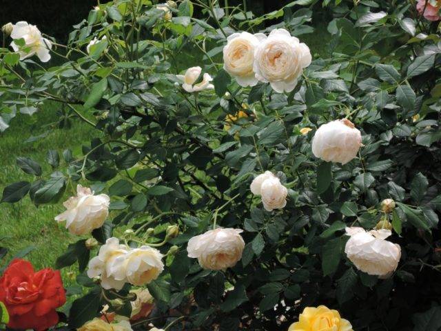 Роза английская абрахам дарби (abraham darby) - описание , фото, агротехника, преимущества и недостатки | о розе