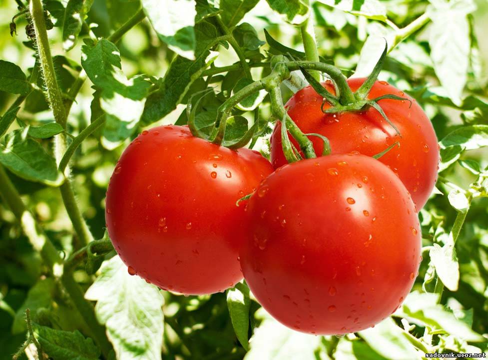 10 самых урожайных низкорослых сортов томатов для открытого грунта в средней полосе