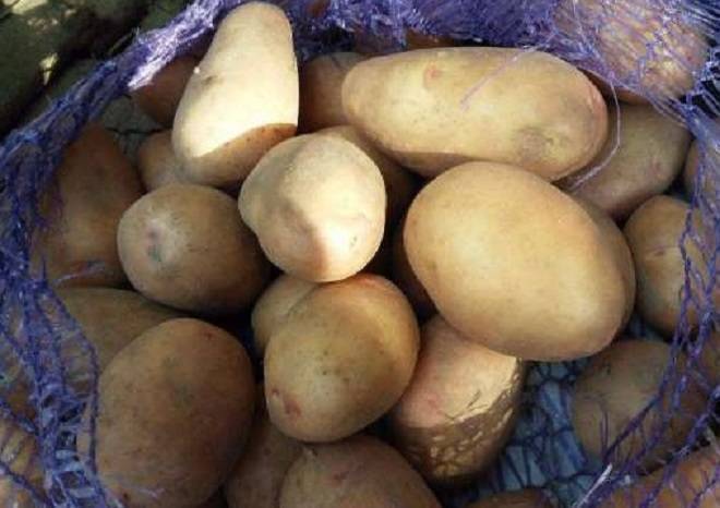 Описание и характеристики сорта картофеля агата