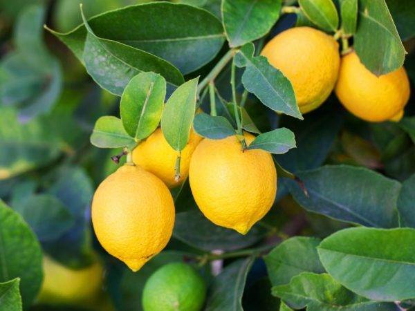 Лимон это фрукт или — ягоды грибы