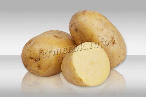 Сорт картофеля «фаворит» – описание и фото