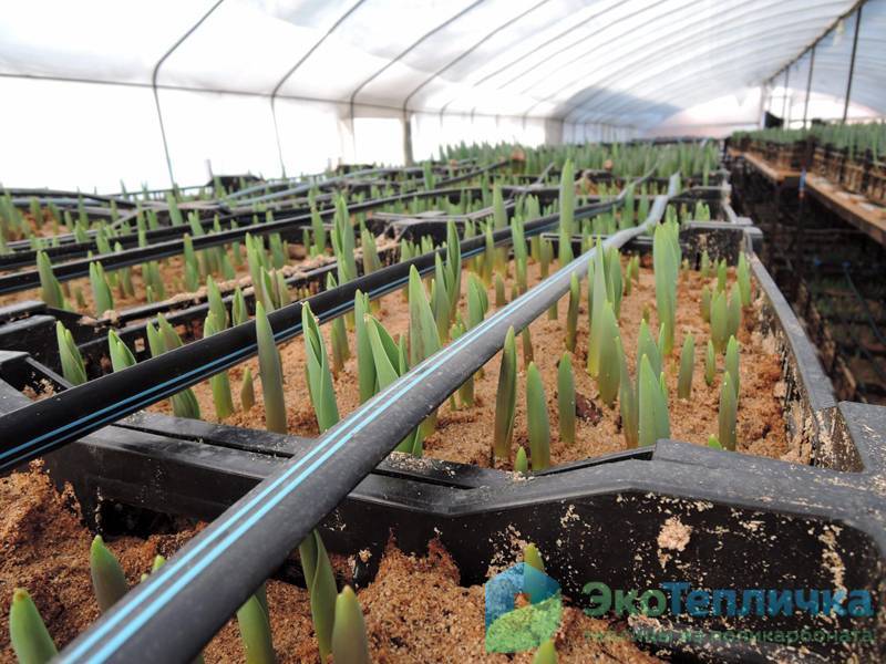 Тюльпаны в теплице к 8 марта: как выращивать, выгонка, технология, фото, видео