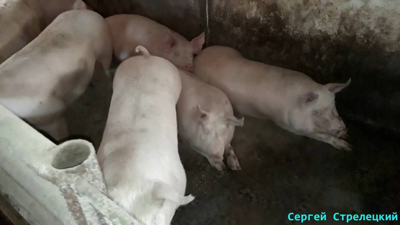 Преимущества и состав пурины для свиней, как правильно давать и срок хранения