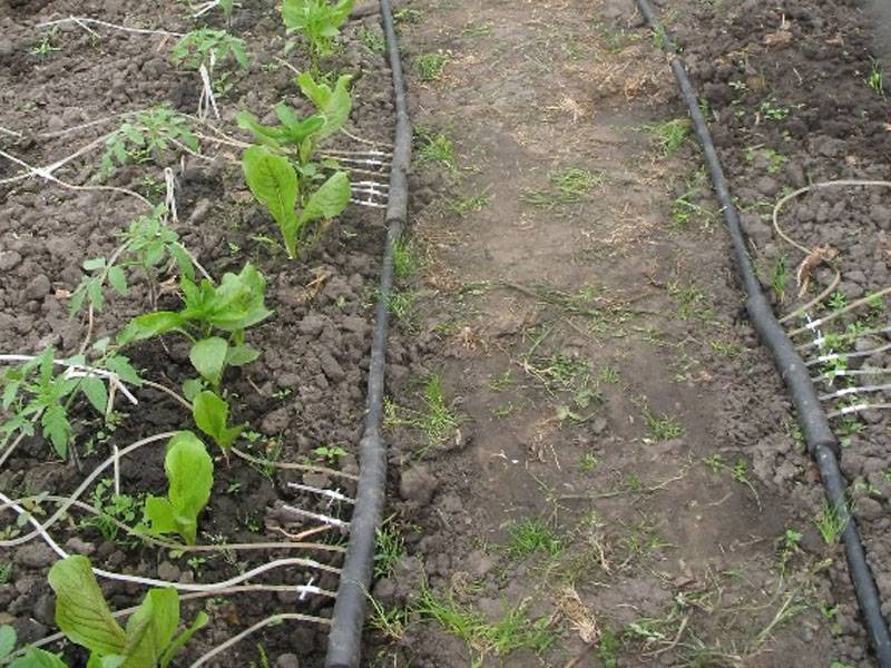Система капельного полива в теплице: простая технология для отличного урожая