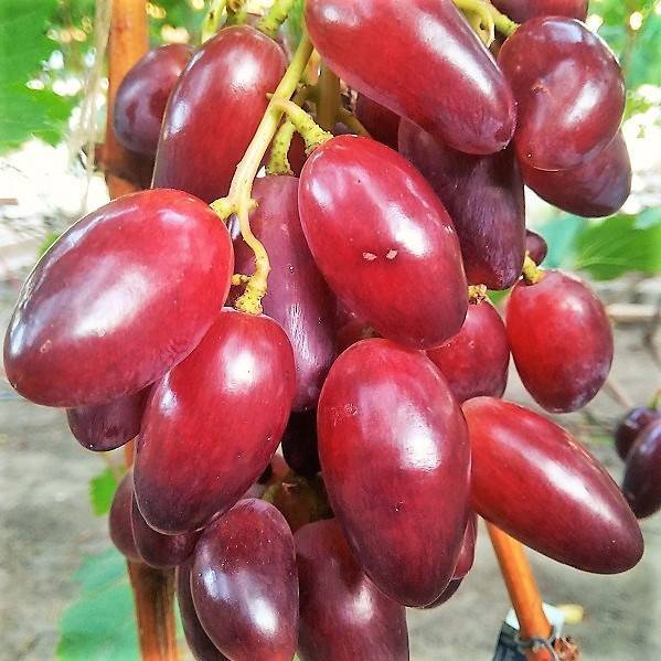 Виноград дубовский розовый — урожайный, крупноплодный сорт: характеристики и уход