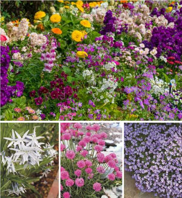 Многолетние цветы для дачи, не требующие ухода (37 фото): обзор самых неприхотливых многолетников для сада. красивые влаголюбивые, теневыносливые и другие растения