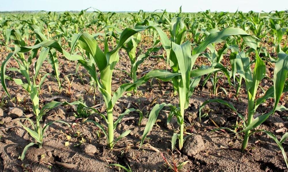 Как применять гербициды для кукурузы