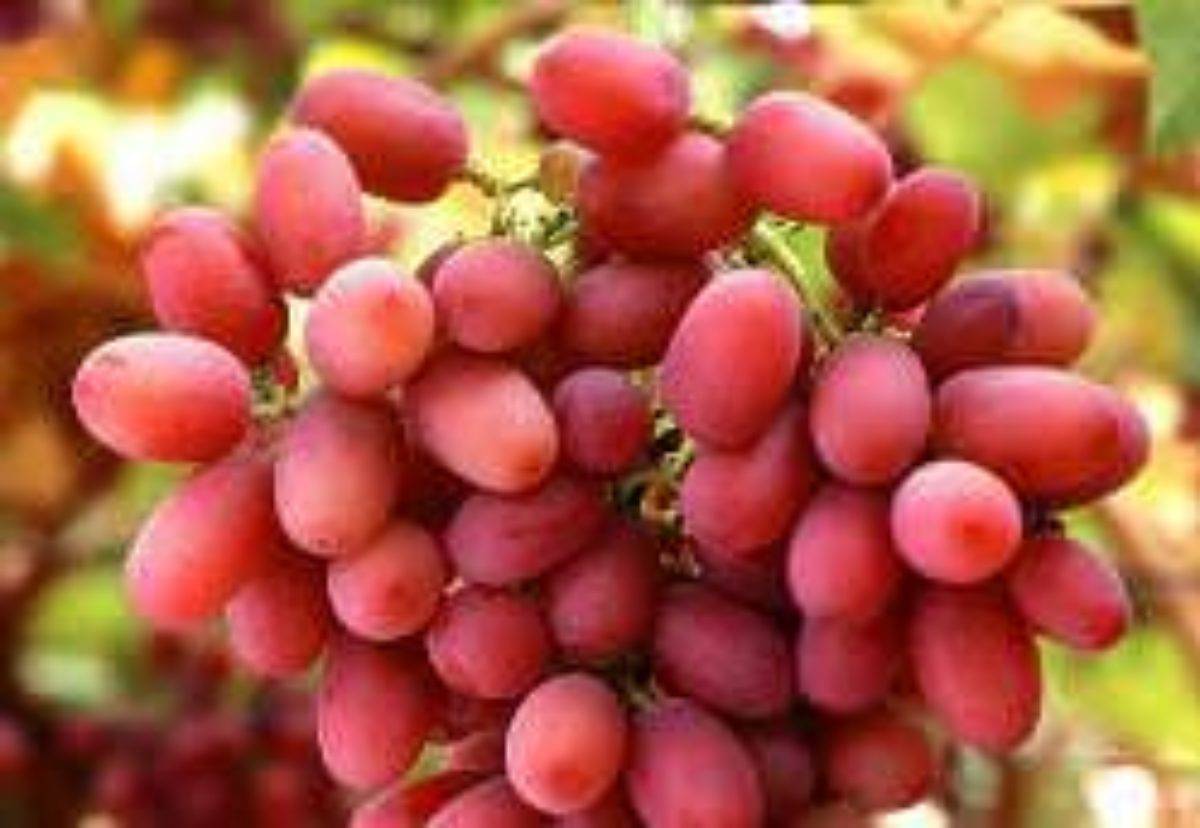 виноград преображение отзывы фото