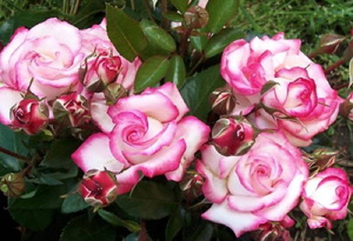 Плетистые розы в саду, сорта, описание, фото | выращивание, уход за розами, сорта и букеты из роз