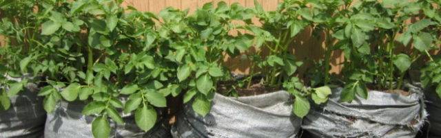 Методы выращивания картофеля - 12 способов с описанием