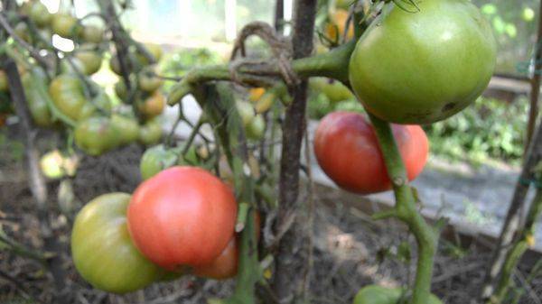 «розовые щечки» – помидоры, способные очаровать самого требовательного садовода