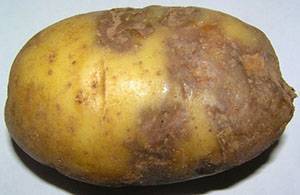 Болезни картофеля - подробные описания, как бороться, профилактика