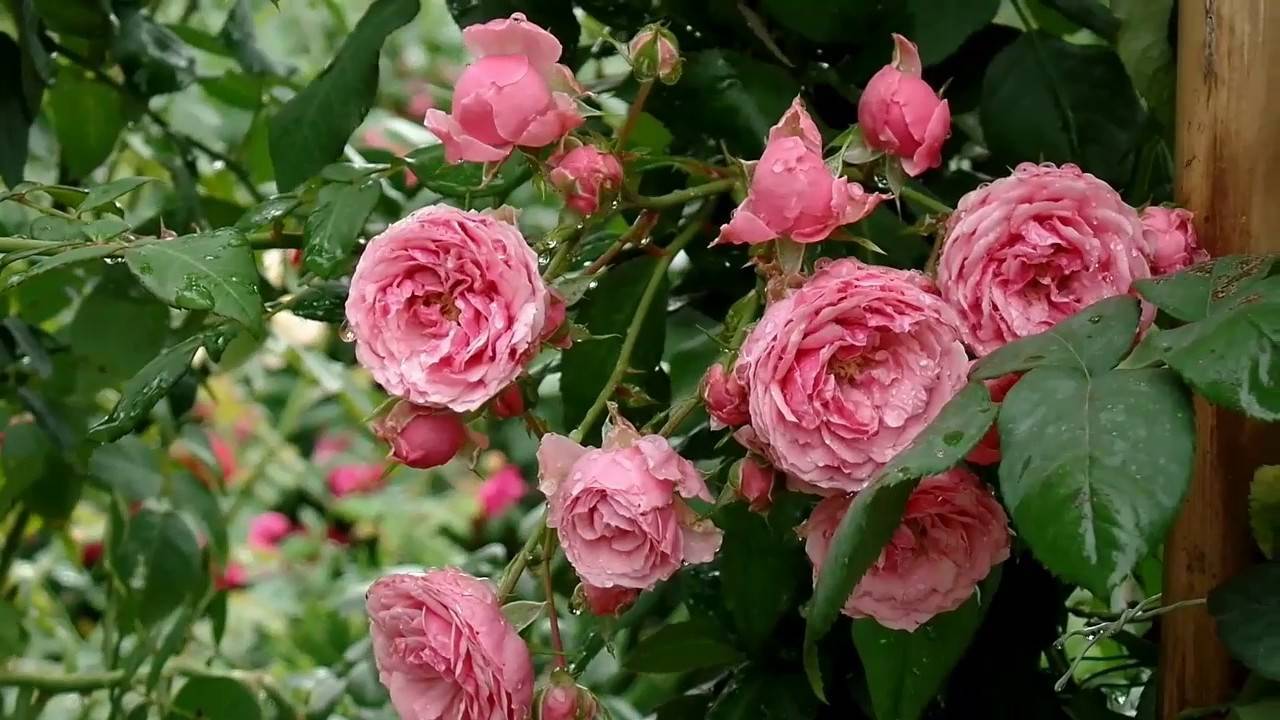 Характеристика сорта розы помпонелла
