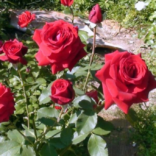 Роза гранд аморе: фото и описание данного супер сорта, использование в ландшафтном дизайне и история возникновения, а также нюансы цветения и ухода за растением