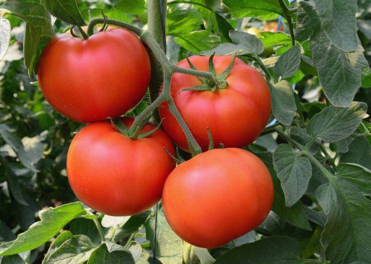 Обзор лучших сортов помидоров для теплиц в подмосковье