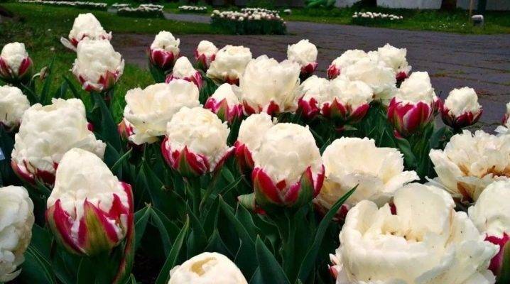 Фото пионовидных тюльпанов