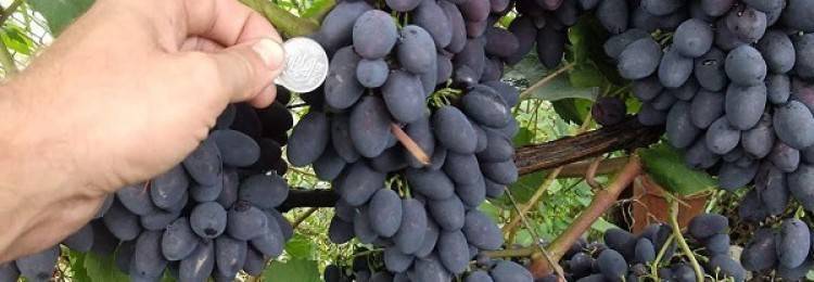Виноград аркадия — неустанный труженик наших виноградников