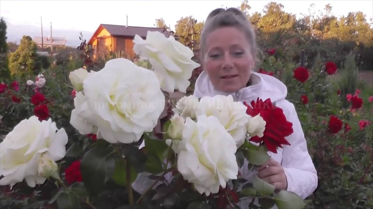 Роза английская саммер сонг: описание сорта, фото, видео  | о розе