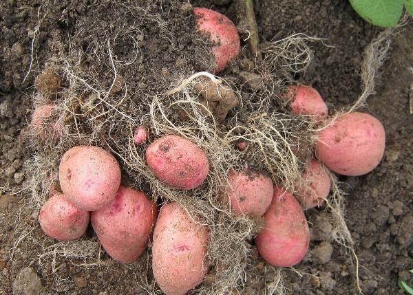 Картофель краса: описание сорта, фото, как сажать и ухаживать за корнеплодом?