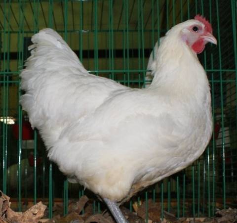 Вельзумер: порода кур