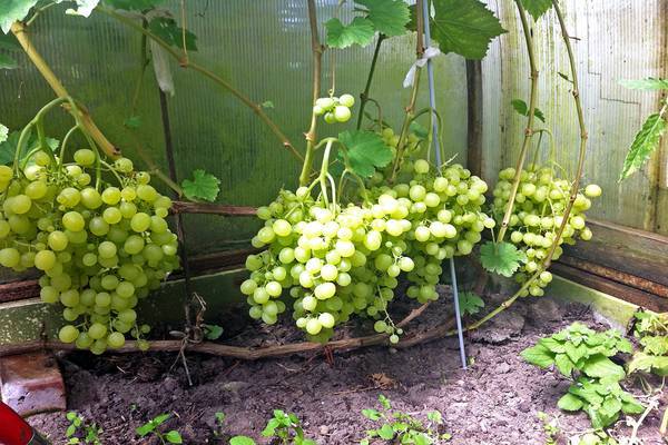 Сорт винограда алёшенькин — выбор для российских условий