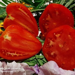 Простой в уходе — томат африканская лиана: советы огородников по выращиванию
