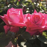 Роза флорибунда (48 фото): что это такое? описание сортов «леонардо да винчи» и «августа луиза», характеристика роз «кимоно», «никколо паганини» и других