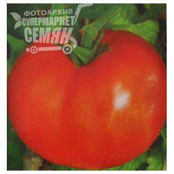 Томат волгоградский — описание сорта, тонкости выращивания