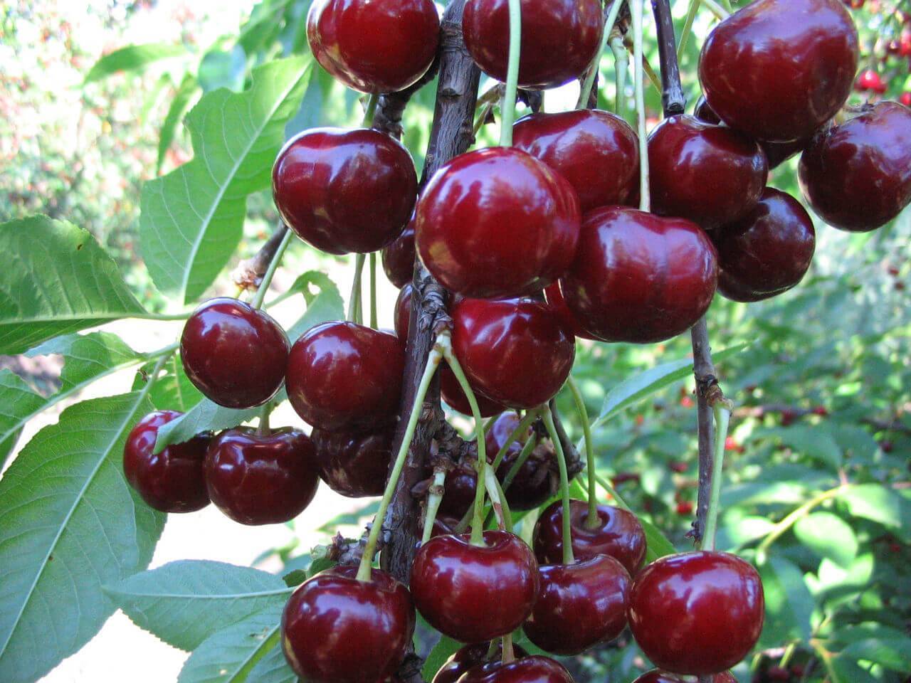 Вишня шалунья ‒ неприхотливый сорт с ягодами восхитительного вкуса