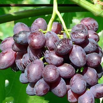 Сорт винограда «эверест»