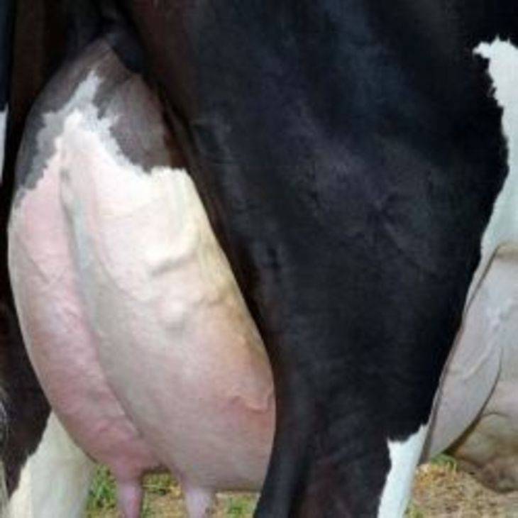 Когда можно пить молоко после отела коровы?