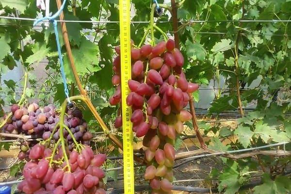 Особенности выращивания винограда дубовский розовый