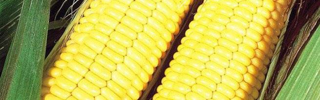 Кукуруза на силос: как выращивать