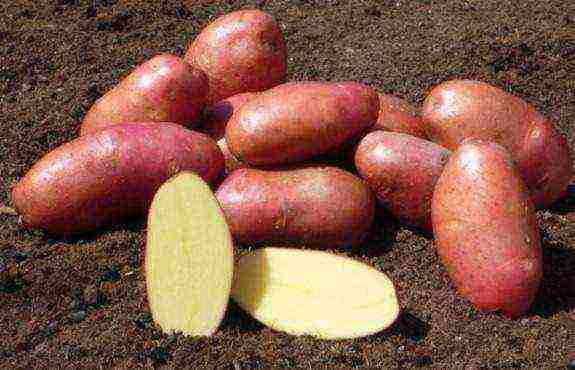 Лучшие скороспелые сорта картошки для россии — характеристика