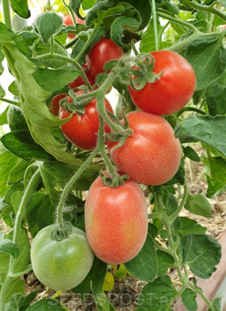 Описание сорта томата мохнатый шмель, особенности выращивания и ухода