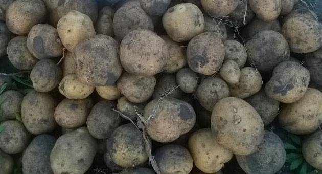 Картофель голубизна: описание сорта, вкусовые качества, особенности выращивания и ухода