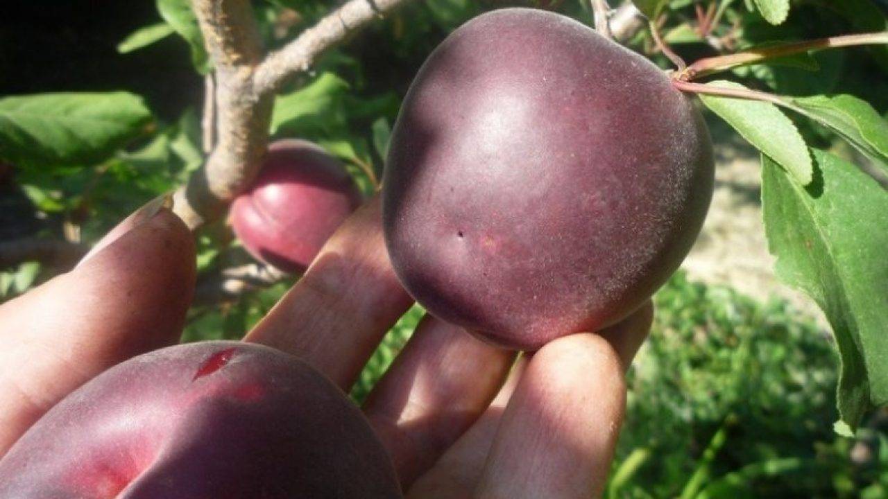 Описание сорта абрикоса ульянихинский, правила его выращивания