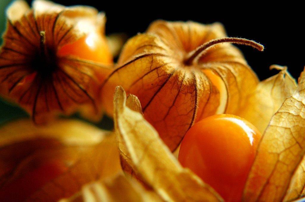 Физалис – вкусная ягода из «китайского фонарика»