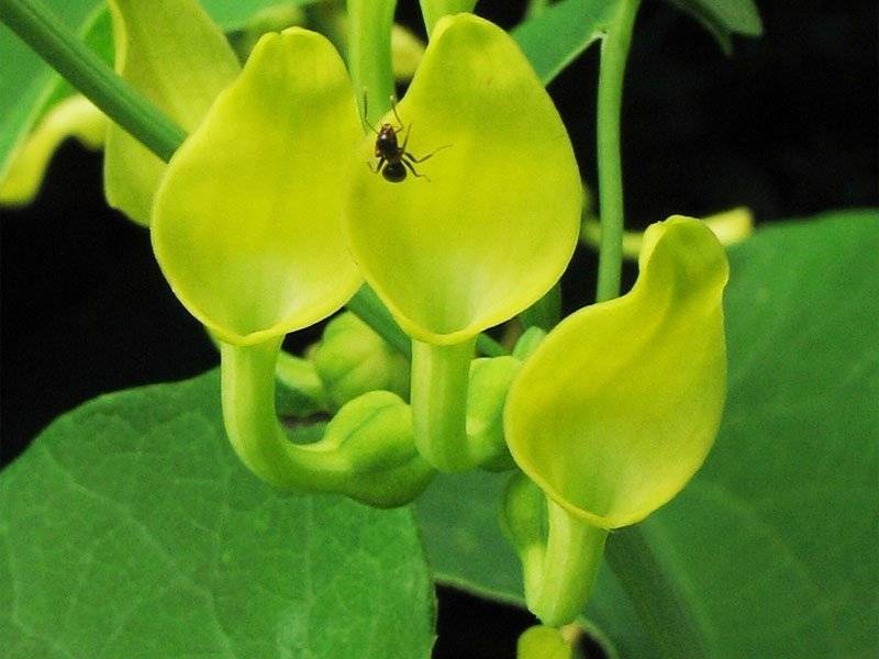 Кирказон ломоносовидный, маньчжурский, обыкновенный: лечебные свойства и применение, где растет