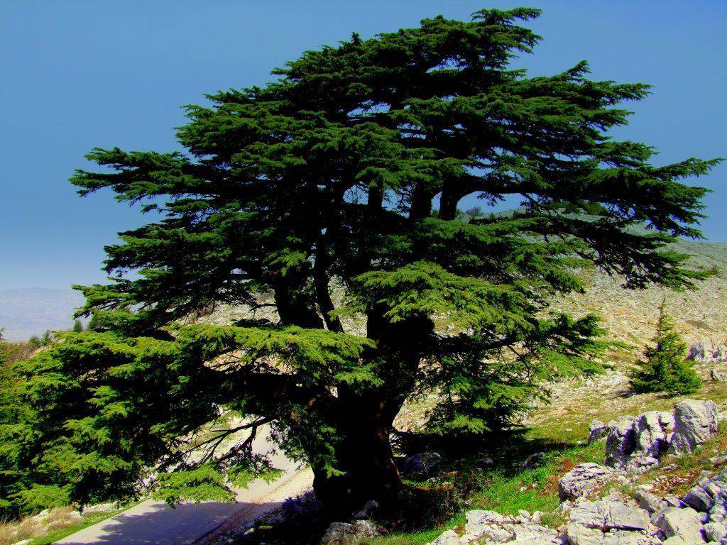 Ливанский кедр: фото и описание