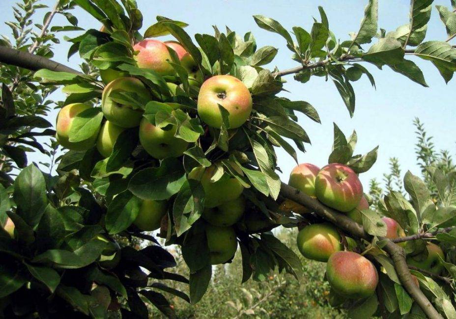 Характеристика и описание сортов карликовых яблонь
