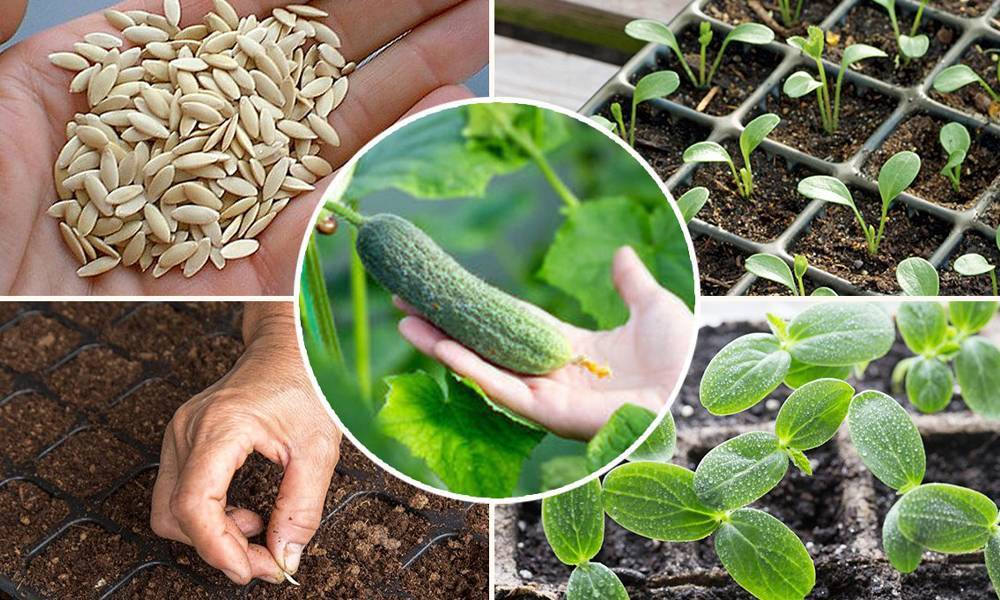 Как правильно посадить семена огурцов в грунт
