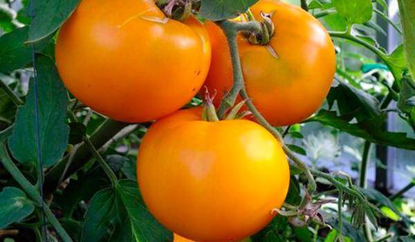 Медовый спас: полное описание и рекомендации по уходу за томатом