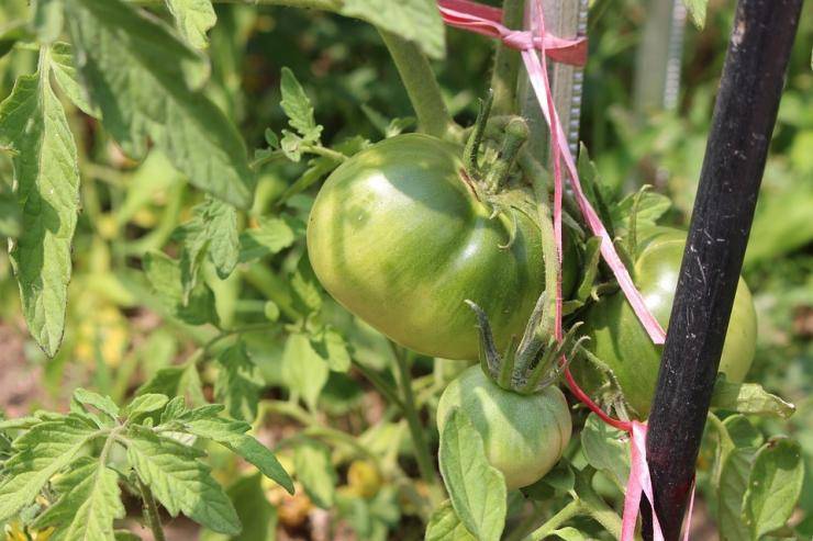 Посадка томатов в открытый грунт в сибири