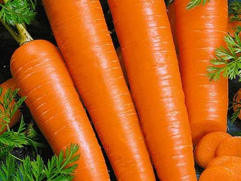 Морковь вита лонга — описание сорта, фото, отзывы, посадка и уход