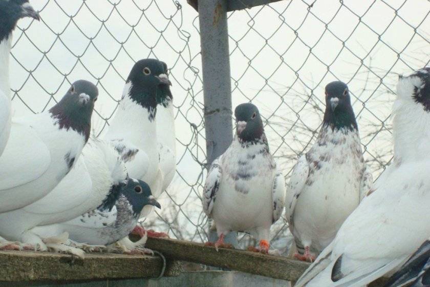 Щекатые бойные голуби
